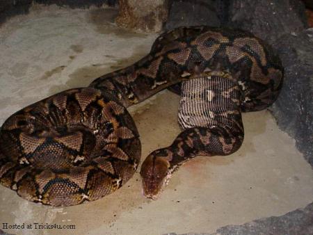 waw li kaikhaf maichofch ?????????,,